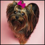   Dogroom -  